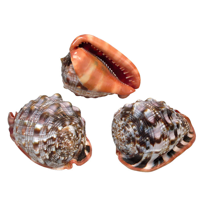 Cameo Shell