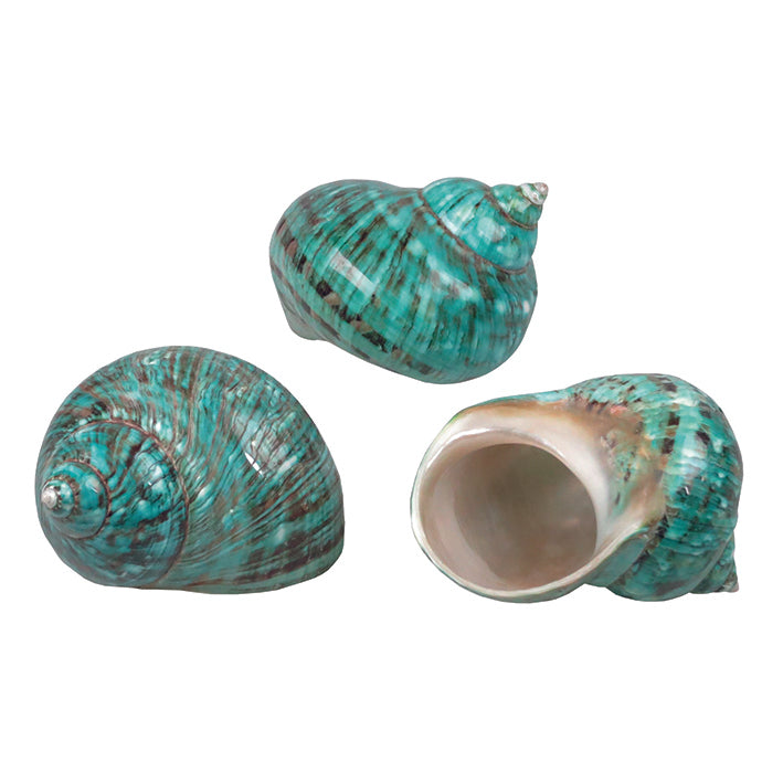 Turbo Borghese Shell. Green 8-10cm