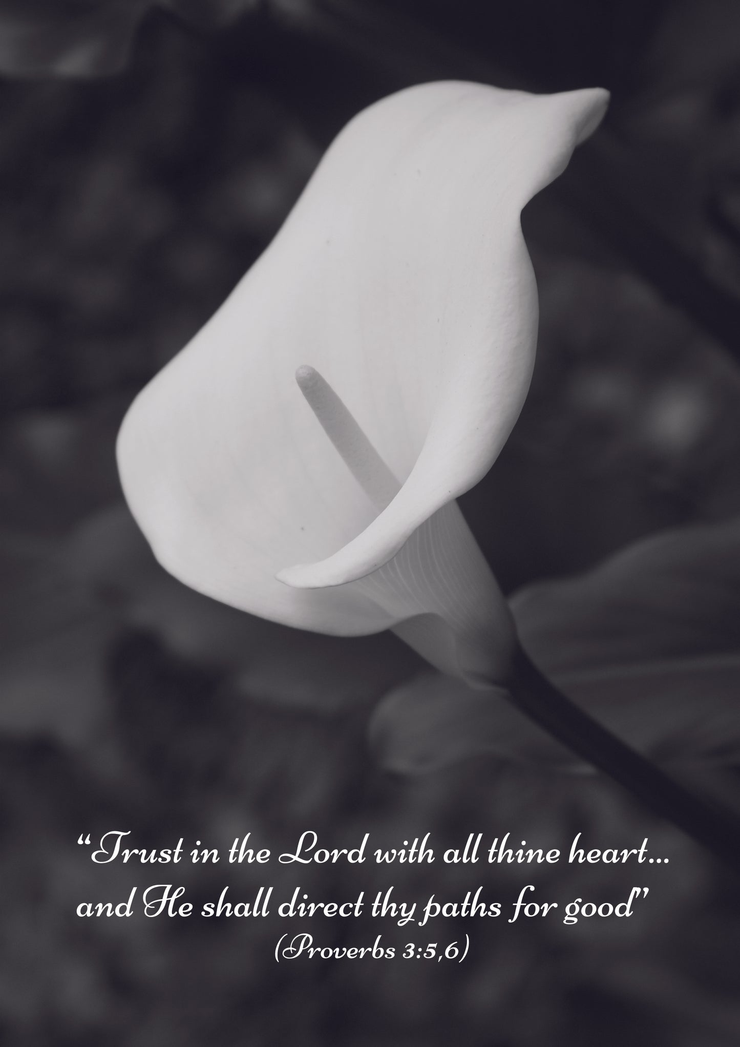 Trust in the Lord print